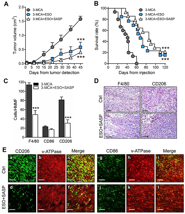 The association of esomeprazole plus sulfasalazine is highly therapeutic in the 3-MCA-induced sarcoma.