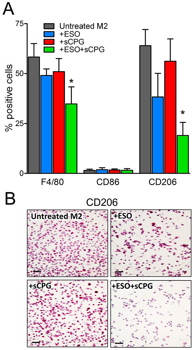 The association of esomeprazole plus sCPG reduces M2 polarized BMDM in vitro.