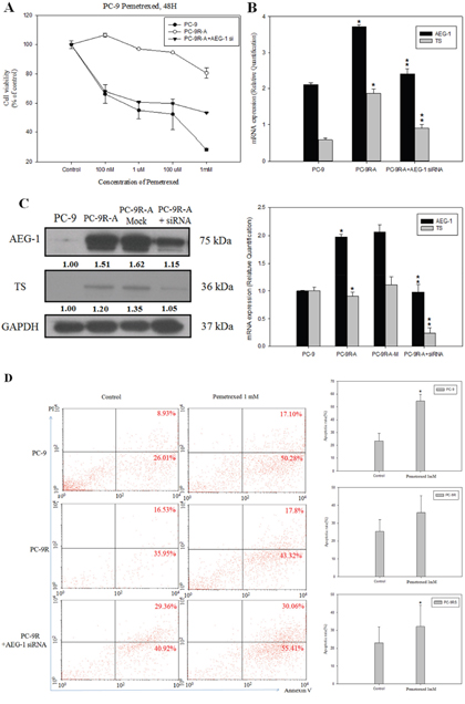 Knockdown of astrocyte-elevated gene-1 in a pemetrexed-resistant non-small cell lung cancer cell line conferred higher sensitivity to pemetrexed.