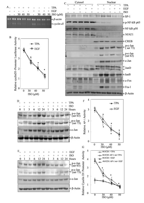 The inhibition of c-Jun/AP-1 by ISO mediated the suppression of cyclin D1 transcription.