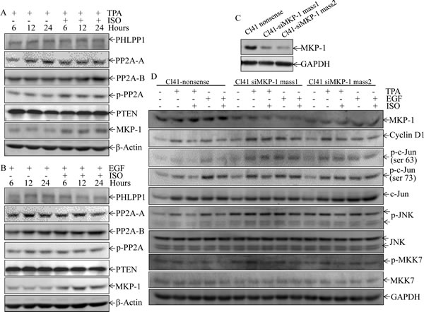 ISO treatment upregulated MKP-1 expression.