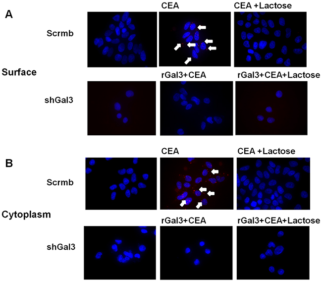 PLA analysis of interaction between galectin-3 and CEA.