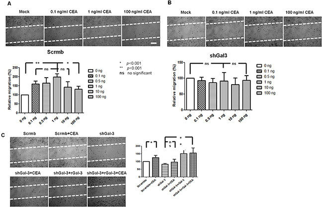 Effect of exogenous CEA and galectin-3 on in vitro DLD-1 cell migration.