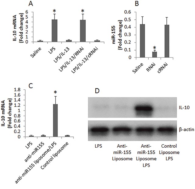 Assessment of the role of miR-155 in IL-13-suppressing IL-10 expression in B cells.