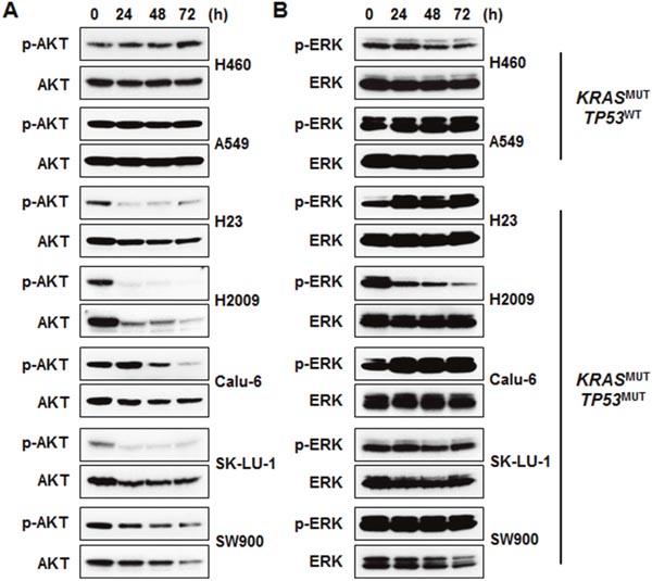 AKT signaling is involved in the sensitivity of KRASMUT/TP53MUT lung cancer to AZD1775.