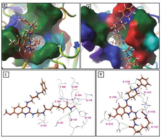 Molecular docking study results: