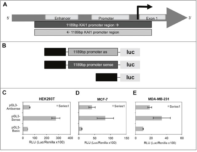 Testing KAI1 for having a bidirectional promoter via dual-luciferase assay.