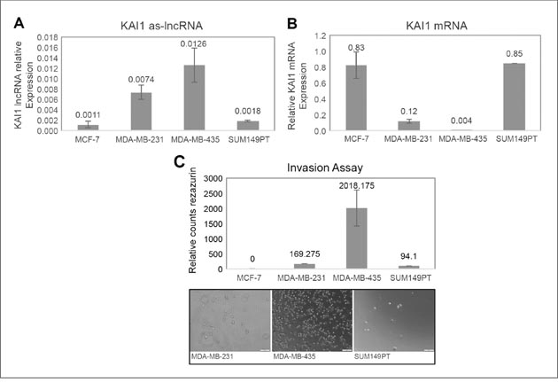 Expression in breast cancer cell lines of KAI1 as-lncRNA, KAI1 mRNA, and comparison of their in vitro invasion potency.