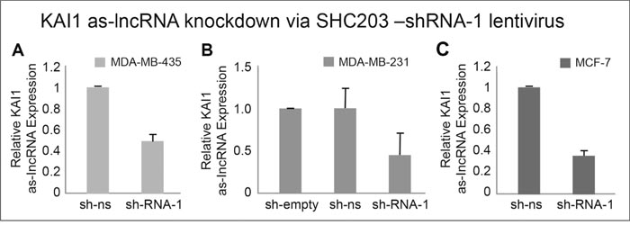 Quantitation of KAI1 as-lncRNA following its shRNA mediated knockdown in MDA-MB-231, MDA-MB-435 and MCF-7 cells.