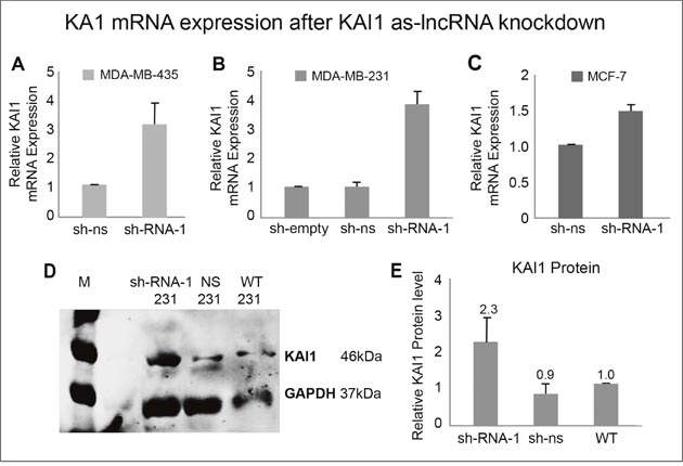 KAI1 mRNA and protein expression following KAI1 as-lncRNA knockdown.