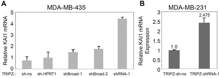 KAI1 mRNA level following KAI1 as-lncRNA knockdown via the TRIPZ lentiviral based vector.