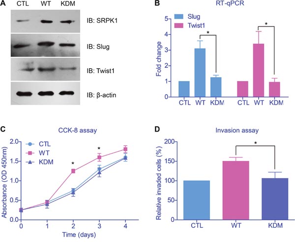 Catalytic activity of SRPK1 was critical in promoting tumor progression.