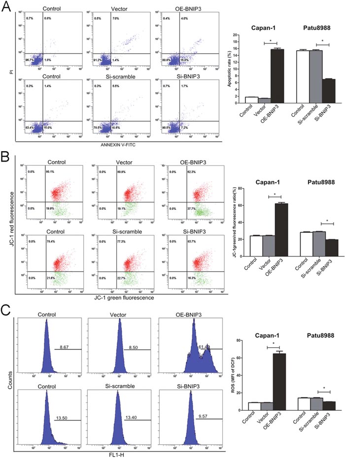 Induction of apoptosis in pancreatic cancer cells by BNIP3.