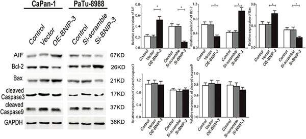 Correlation between BNIP3 and apoptosis-associated proteins in pancreatic cancer cells.