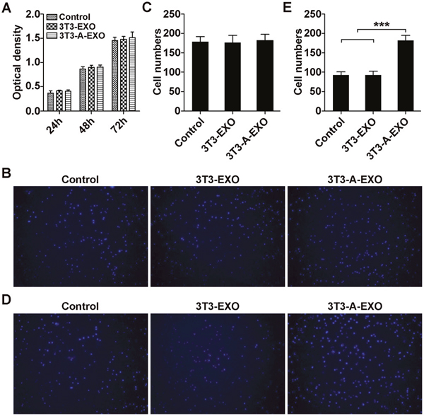 3T3-A-EXO promoted 3LL tumor cell invasion in vitro.