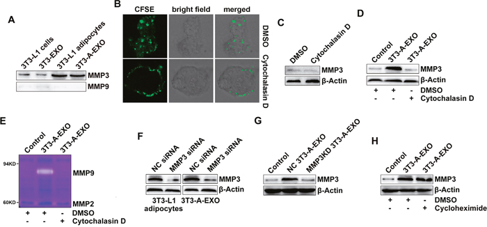 3T3-A-EXO transferred MMP3 to 3LL tumor cells.