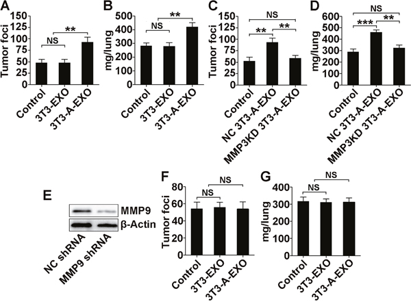 3T3-A-EXO promotes 3LL tumor cell metastasis in vivo via MMP3/MMP9 axis.