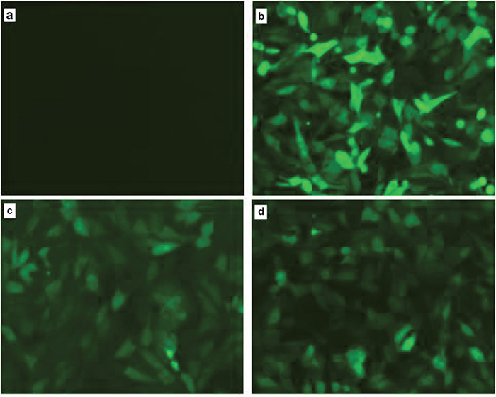 Observation of green fluorescence in PK15 cells transfected with IRF3/IRF7 expression vectors.