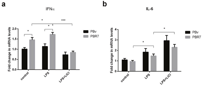 Effect of swine IRF7 on the expression of IFN&#x03B1; and IL-6.