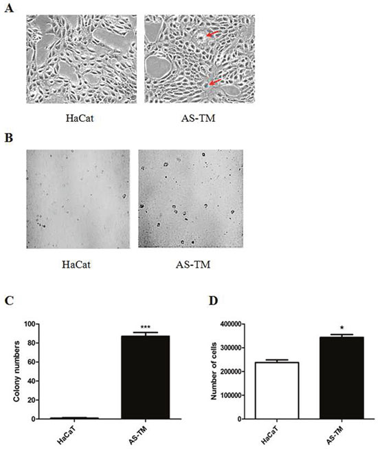 Low-dosage arsenic treatment induces malignant transformation.