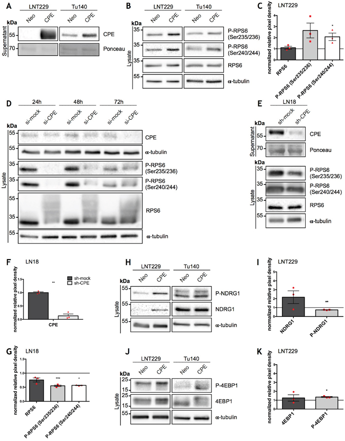 Overexpression of sCPE results in mTORC1 activation while CPE knockdown leads to decrease of its activity.