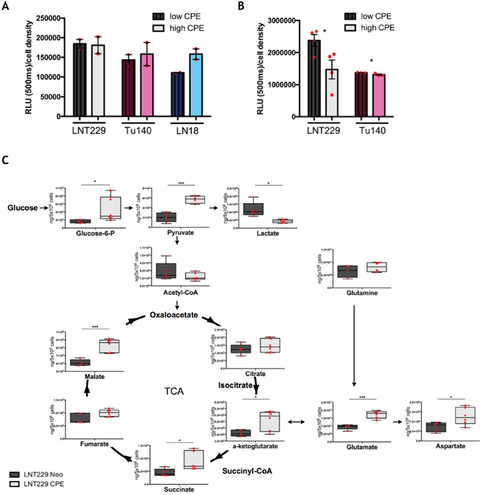 sCPE promotes a metabolic switch from Warburg effect towards TCA.