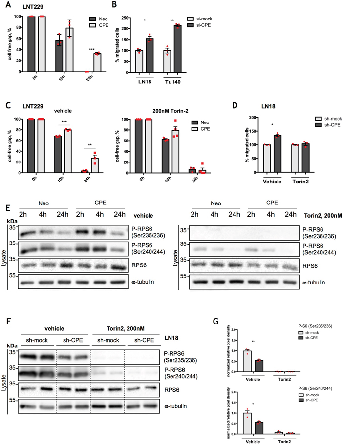 RPS6 mediates anti-migratory effects of sCPE.