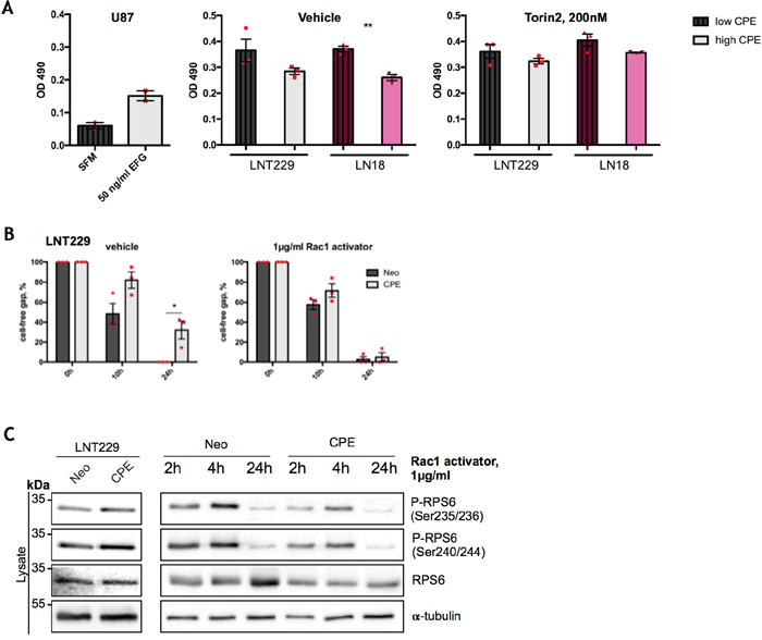 RPS6 mediates anti-migratory effects of sCPE over Rac1.