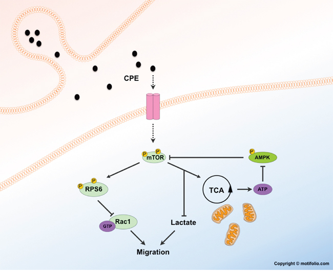 Potential mechanism of metabolism-mTOR-Rac1-migration axis regulation by sCPE.