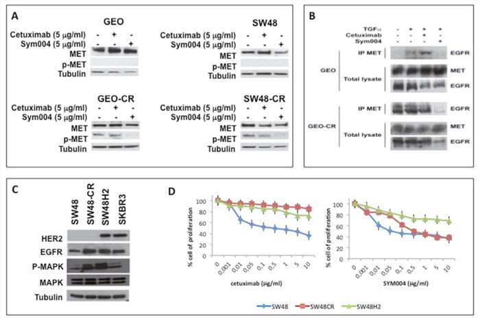 Effects of cetuximab or SYM004 in human colorectal cancer cell lines with acquired resistance to cetuximab such as MET activation and ERBB2 amplification.