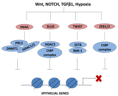 EMT-TFs interact with epigenetic regulators to repress epithelial genes.