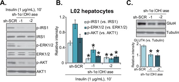 Knockdown of 1&#x03B1;(OH)ase leads to insulin resistance in L02 hepatocytes.