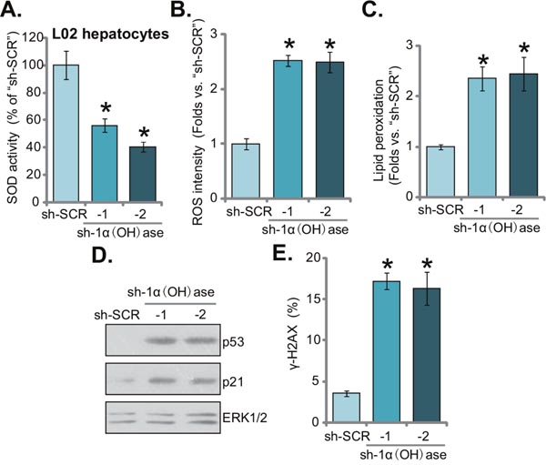 Knockdown of 1&#x03B1;(OH)ase leads to ROS production, p53-p21 activation and DNA damage in L02 hepatocytes.