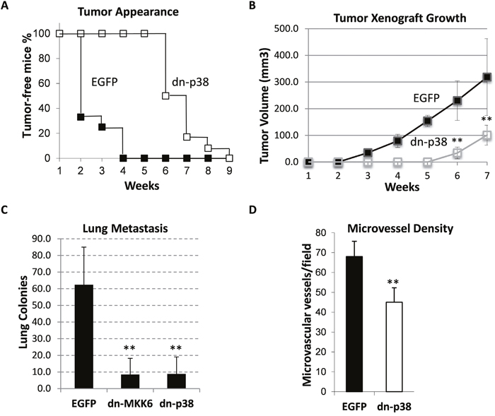 Tumor growth and lung metastasis of MDA-MB-231 cell xenografts in the orthotopic model.