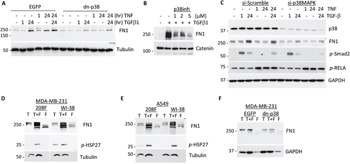 p38MAPK signaling contributes to expression of Fibronectin in response to cytokines and tumor-fibroblast interactions.