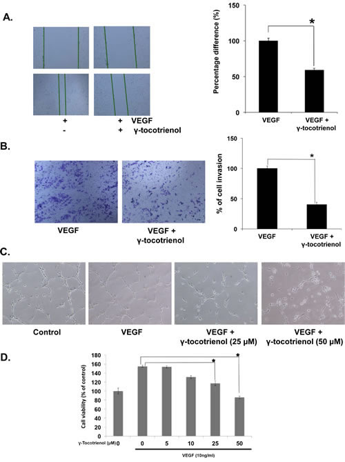 &#x3b3;-tocotrienol inhibits VEGF-induced endothelial cell migration, invasion, capillary structure formation