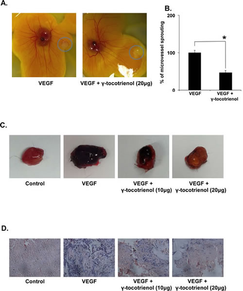 A, &#x3b3;-tocotrienol inhibits angiogenesis in the chick chorioallantoic membrane (CAM) assay.