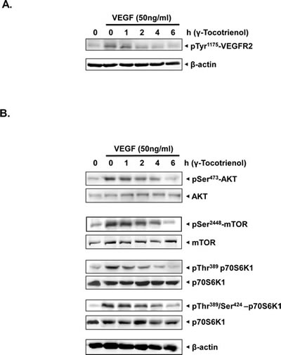 A, &#x3b3;-tocotrienol suppressed the activation of VEGFR2 induced by VEGF in a time dependent manner.