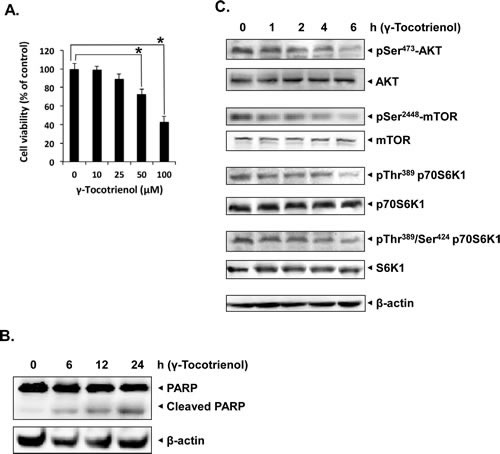 &#x3b3;-tocotrienol induces apoptosis and inhibits AKT/mTOR pathway in HCC cells.