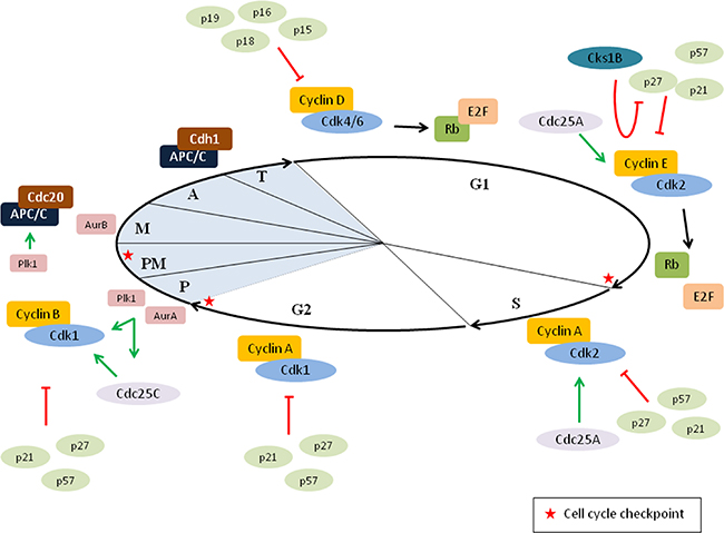 Cell cycle regulation.