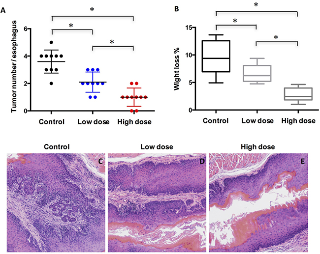 Treatment of A-1210477 inhibits ESCC formation in mice.