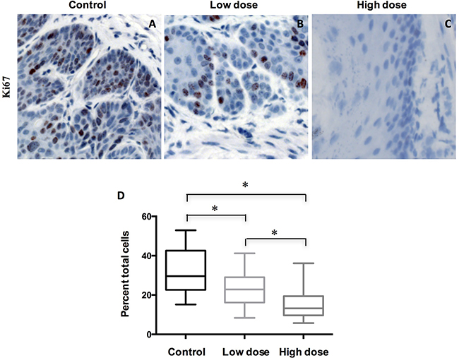 Treatment of A-1210477 decreased cell proliferation in mouse ESCC.