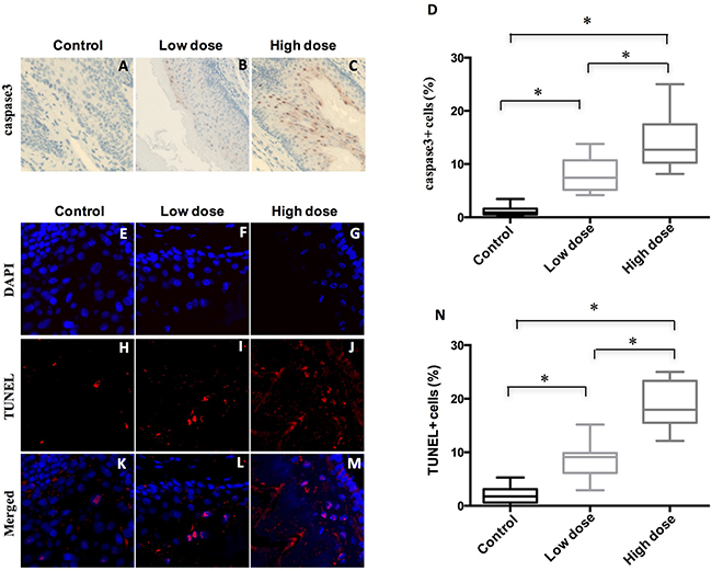 Treatment of A-1210477 promoted cell death in mouse ESCC.