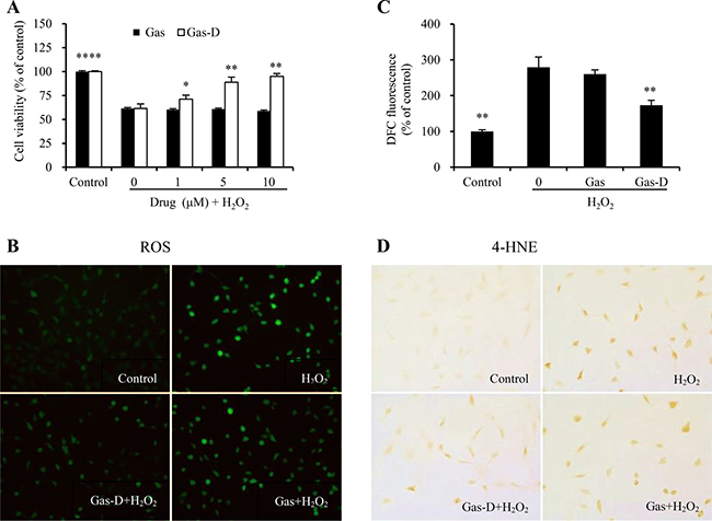 Effects of gastrodin (Gas) and its derivative (Gas-D) on H2O2-induced oxidative injury in nerve cells.