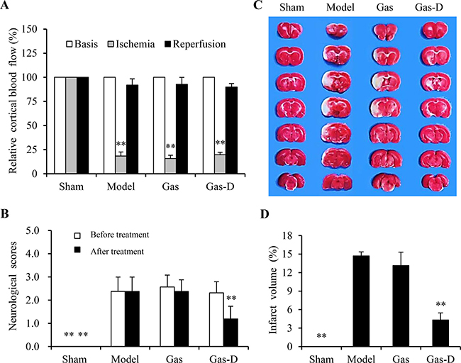 Effects of gastrodin (Gas) and its derivative (Gas-D) on neurobehavioral deficits and brain injury in transient MCAO rats.