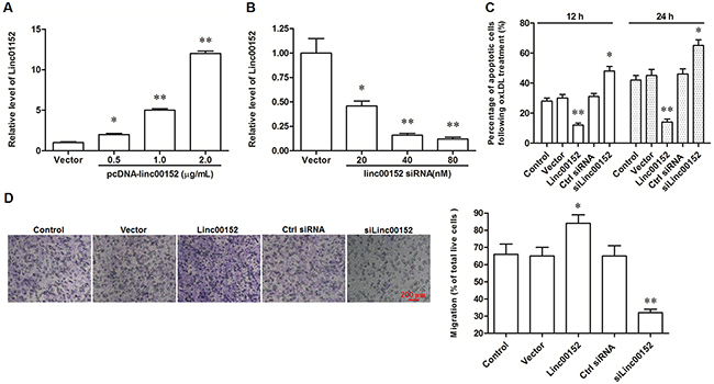 Linc00152 suppressed apoptosis and promoted migration in ox-LDL treated HUVECs.