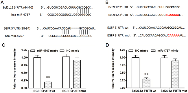 MiR-4767 directly targets Bcl2L12 and EGFR.