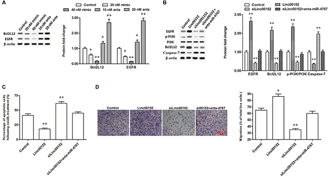 Linc00152 promoted the expression of Bcl2L12 and EGFR through diminishing miR-4767.