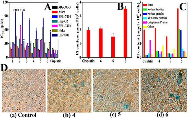 Complexes 4&#x2013;6 induced cell senescence.