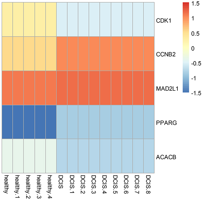 Heatmap of hub genes in PPI network and the corresponding enriched GO and KEGG terms.